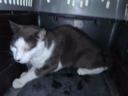 Shelter Stray Male Cat last seen , Irwindale, CA 91706