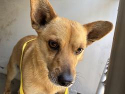 Shelter Stray Male Dog last seen Near BLOCK GALAXY AVE, BAKERSFIELD CA 93308, Bakersfield, CA 93308