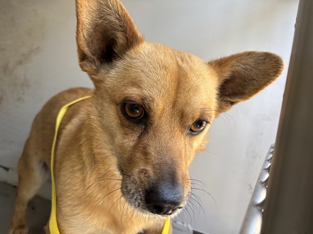 Shelter Stray Male Dog last seen Near BLOCK GALAXY AVE, BAKERSFIELD CA 93308, Bakersfield, CA 93308