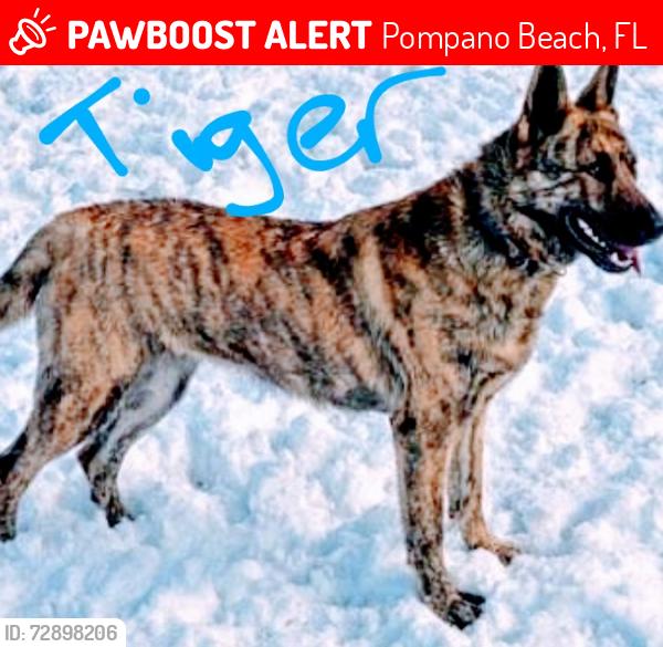 Lost Male Dog last seen Dixie hwy:::33rd st::: sample rd. Ne area...copans rd / Dixie as well are all the major streets., Pompano Beach, FL 33064