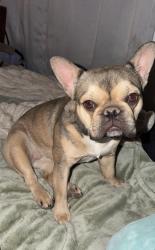 Reunited Female Dog last seen Maryland st louis , St. Louis, MO 63108