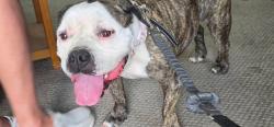 Lost Female Dog last seen Corner of Merrill and weaver st , New Boston, TX 75570