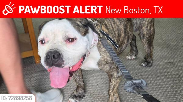Lost Female Dog last seen Corner of Merrill and weaver st , New Boston, TX 75570
