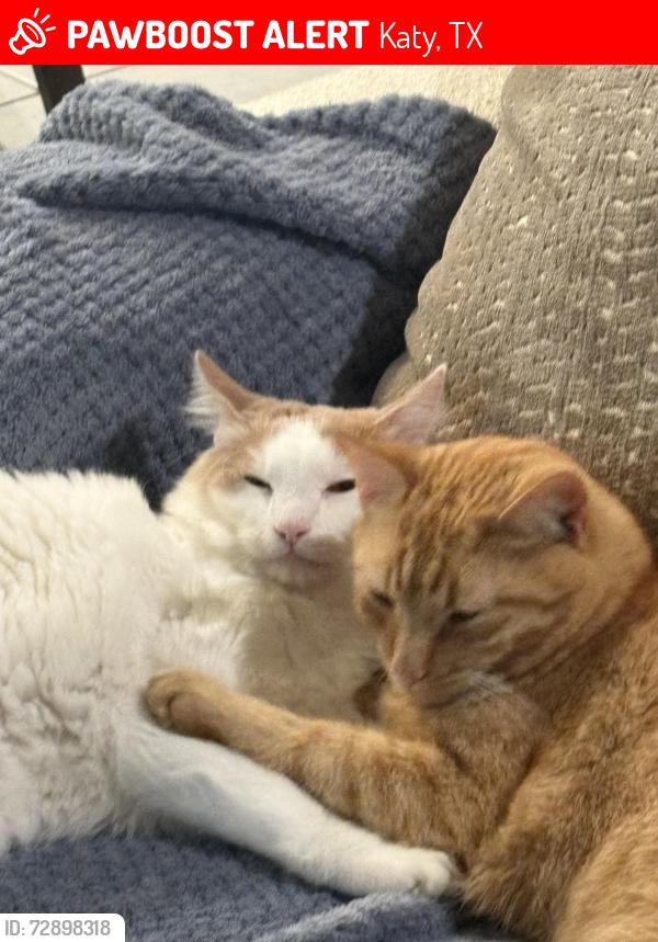 Lost Male Cat last seen Katy manor, Katy, TX 77493
