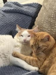 Lost Male Cat last seen Katy manor, Katy, TX 77493