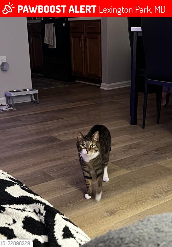 Lost Female Cat last seen Apt 104, Lexington Park, MD 20653