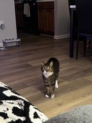 Lost Female Cat last seen Apt 104, Lexington Park, MD 20653