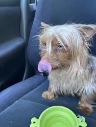 Reunited Male Dog last seen Lansdowne Rd, Tuckahoe, VA 23229, USA, Tuckahoe, VA 23229