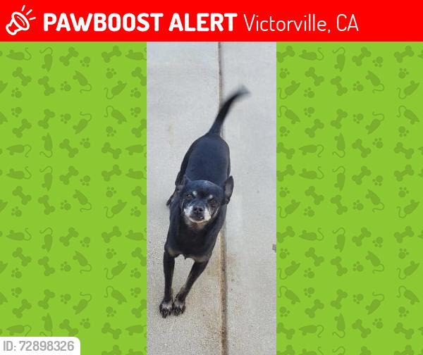 Lost Female Dog last seen Near Trailwood st, Victorville, CA 92392