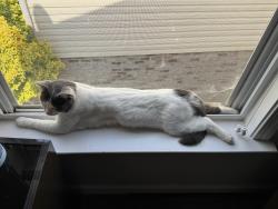 Lost Male Cat last seen Salome Church Rd, Charlotte, NC 28262