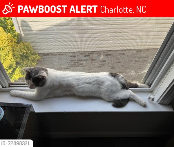Lost Male Cat last seen Salome Church Rd, Charlotte, NC 28262