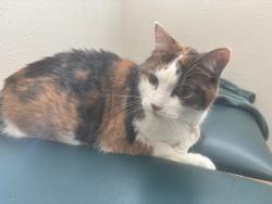 Lost Female Cat last seen Behind Springfield hosp on 18th & H st, Springfield, OR 97477