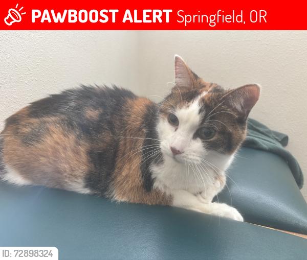 Lost Female Cat last seen Behind Springfield hosp on 18th & H st, Springfield, OR 97477