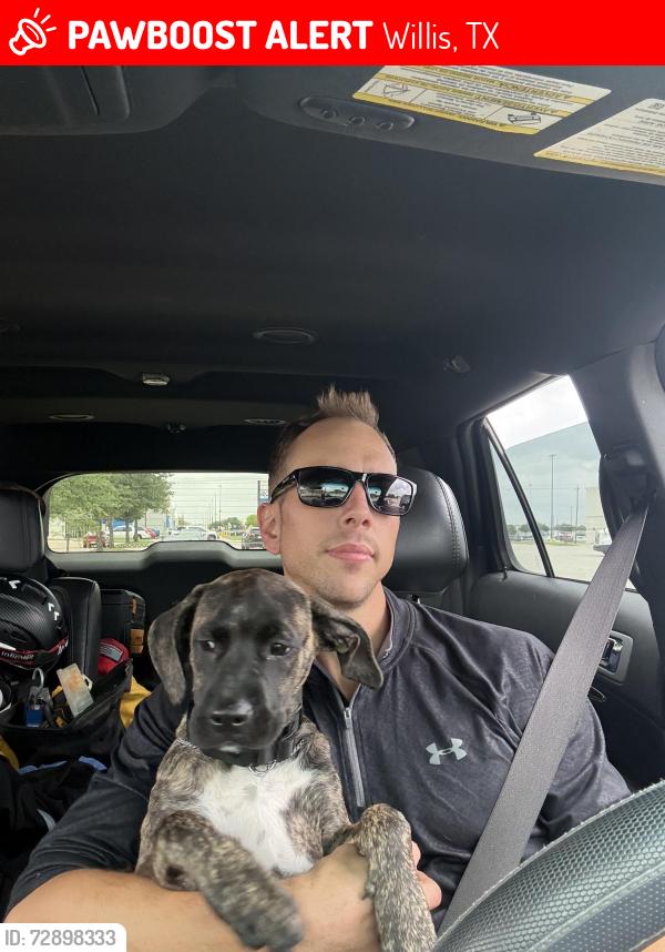 Lost Female Dog last seen Shepherd hill dr Willis tx, Willis, TX 77358