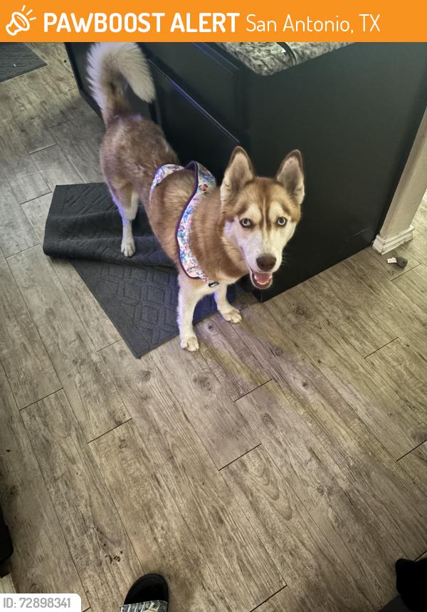 Found/Stray Female Dog last seen Northeast, San Antonio, TX 78228