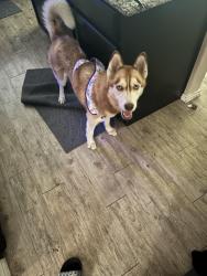Found/Stray Female Dog last seen Northeast, San Antonio, TX 78228