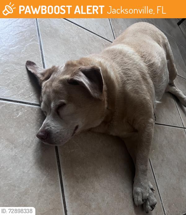 Found/Stray Female Dog last seen Walmart/wawa, Jacksonville, FL 32210