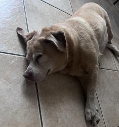 Found/Stray Female Dog last seen Walmart/wawa, Jacksonville, FL 32210