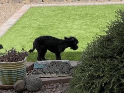 Found/Stray Female Dog last seen Pecos River, El Paso, TX 79932