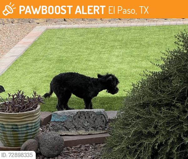 Found/Stray Female Dog last seen Pecos River, El Paso, TX 79932