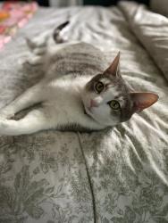 Reunited Female Cat last seen Near packard ave, North Providence, RI 02911