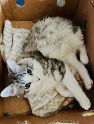Reunited Male Cat last seen Abbey Street , Oakland, CA 94619