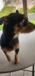Found/Stray Female Dog last seen Sierra , Riverside, CA 92509