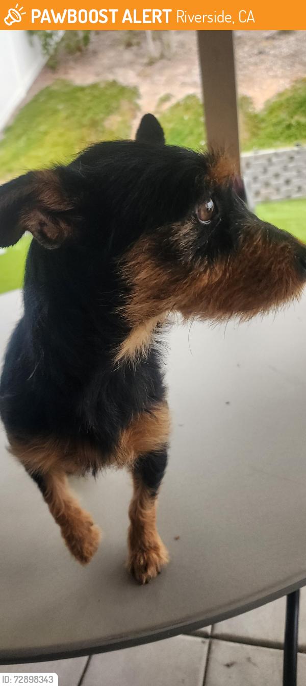 Found/Stray Female Dog last seen Sierra , Riverside, CA 92509