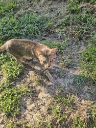 Found/Stray Male Cat last seen Green acres, Homosassa Springs, FL 34446