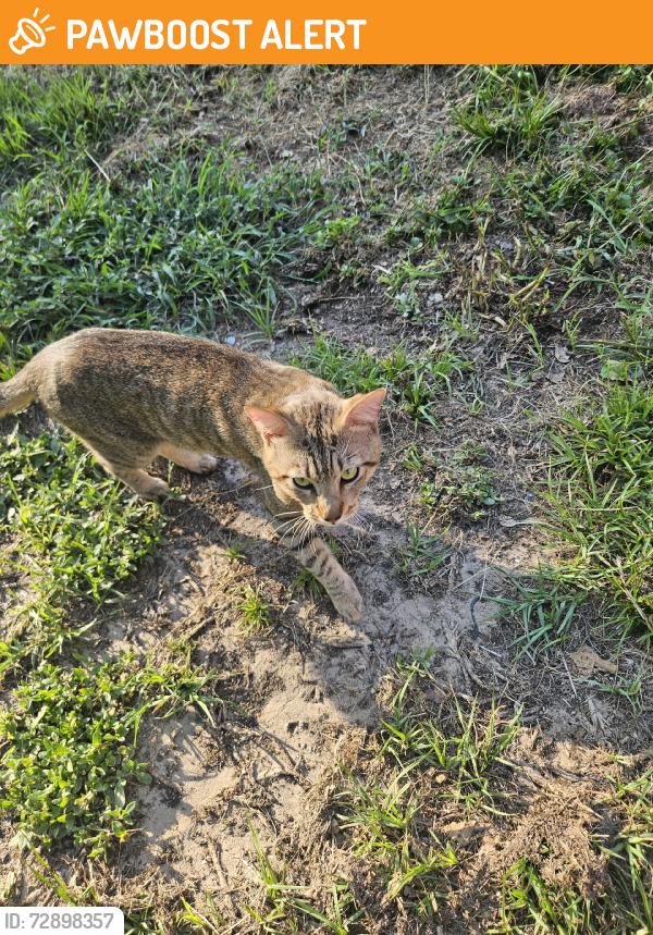 Found/Stray Male Cat last seen Green acres, Homosassa Springs, FL 34446