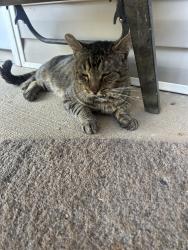 Found/Stray Male Cat last seen Near Starbucks and McDonalds near Jag Branch Blvd, Kernersville, NC 27284