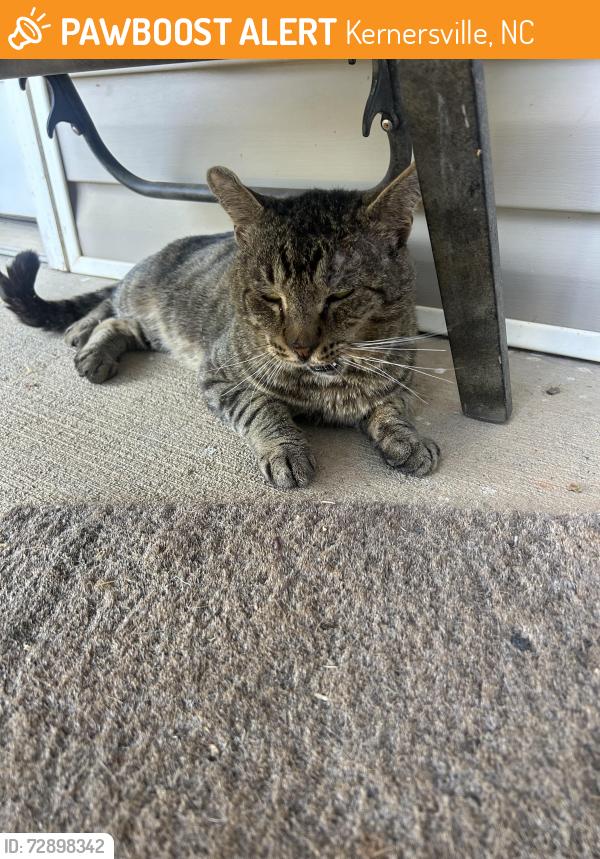 Found/Stray Male Cat last seen Near Starbucks and McDonalds near Jag Branch Blvd, Kernersville, NC 27284