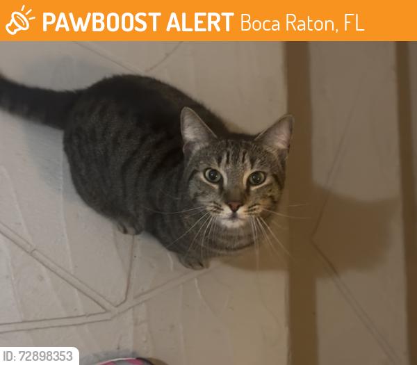 Found/Stray Male Cat last seen Near SW 22nd Ave Delray Beach FL 33445 United States, Boca Raton, FL 33486