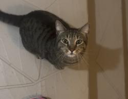 Found/Stray Male Cat last seen Near SW 22nd Ave Delray Beach FL 33445 United States, Boca Raton, FL 33486