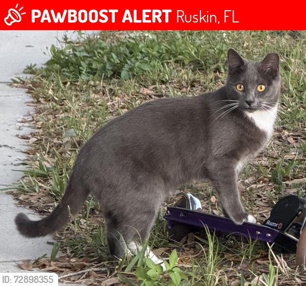 Lost Female Cat last seen Near Dakota Rock Drive, Ruskin, FL 33570
