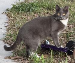 Lost Female Cat last seen Near Dakota Rock Drive , Ruskin, FL 33570