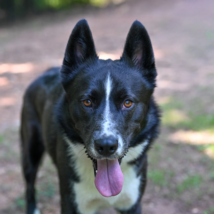 Shelter Stray Male Dog last seen Near Lavista Rd., 30329, GA, Atlanta, GA 30341