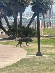 Found/Stray Unknown Dog last seen Across from Belmont Park, San Diego, CA 92109