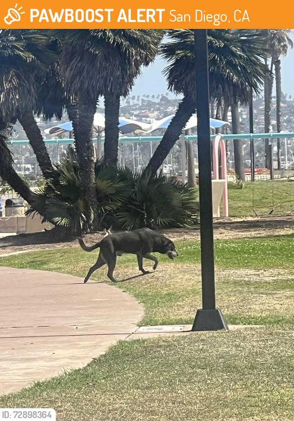 Found/Stray Unknown Dog last seen Across from Belmont Park, San Diego, CA 92109