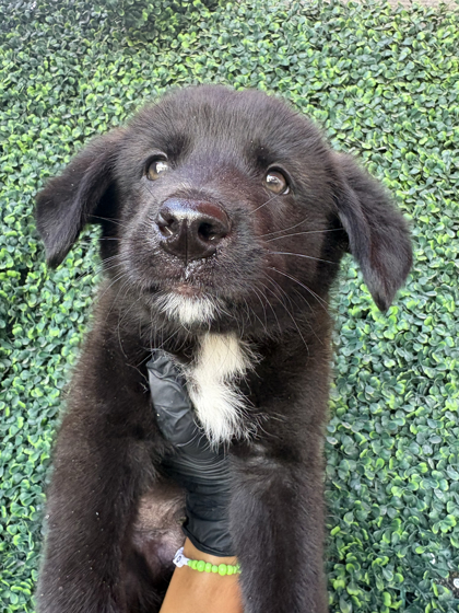 Shelter Stray Male Dog last seen El Paso, TX 79903, Fort Bliss, TX 79906