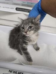 Shelter Stray Female Cat last seen , CA , Oakland, CA 94601