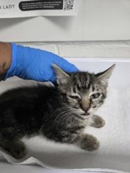 Shelter Stray Male Cat last seen , CA , Oakland, CA 94601