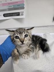 Shelter Stray Female Cat last seen , CA , Oakland, CA 94601