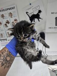 Shelter Stray Male Cat last seen Oakland, CA , Oakland, CA 94601