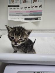 Shelter Stray Male Cat last seen Oakland, CA , Oakland, CA 94601