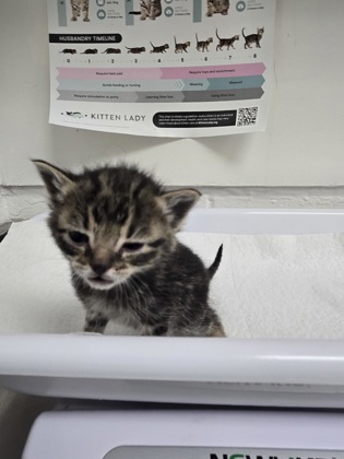Shelter Stray Male Cat last seen Oakland, CA , Oakland, CA 94601