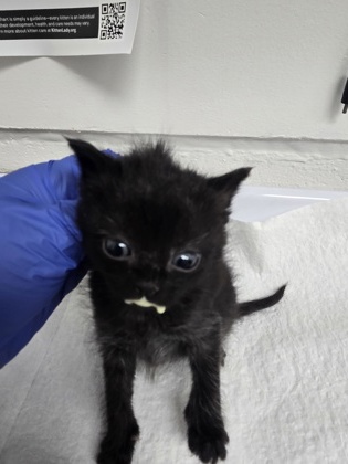 Shelter Stray Female Cat last seen Oakland, CA , Oakland, CA 94601