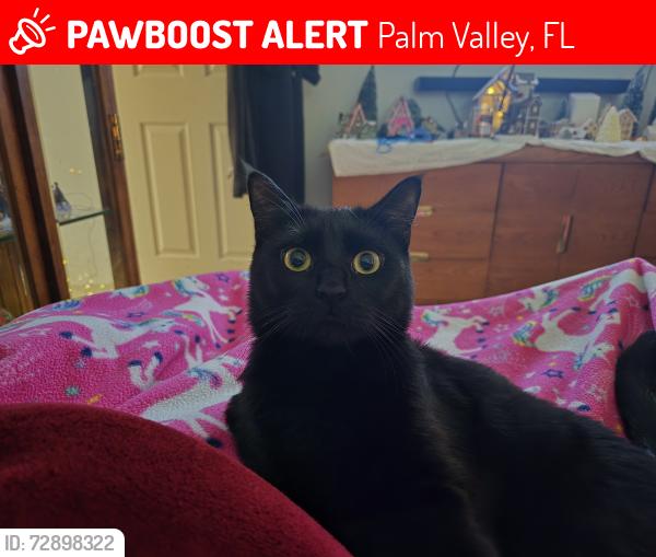 Lost Male Cat last seen Thousand Oaks , Palm Valley, FL 32082