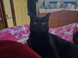 Lost Male Cat last seen Thousand Oaks , Palm Valley, FL 32082