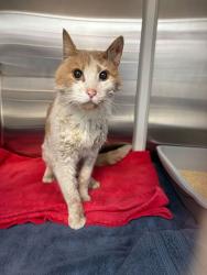 Shelter Stray Male Cat last seen Near Benton Avenue, 64124, MO, Kansas City, MO 64132
